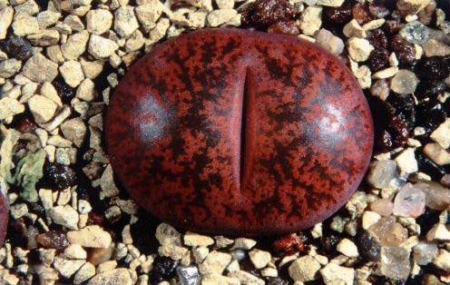 scrapbooklithops